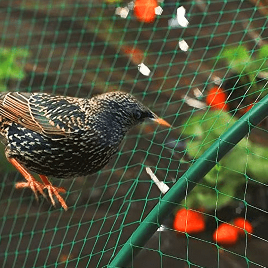 Filet Anti Oiseaux – Image 6