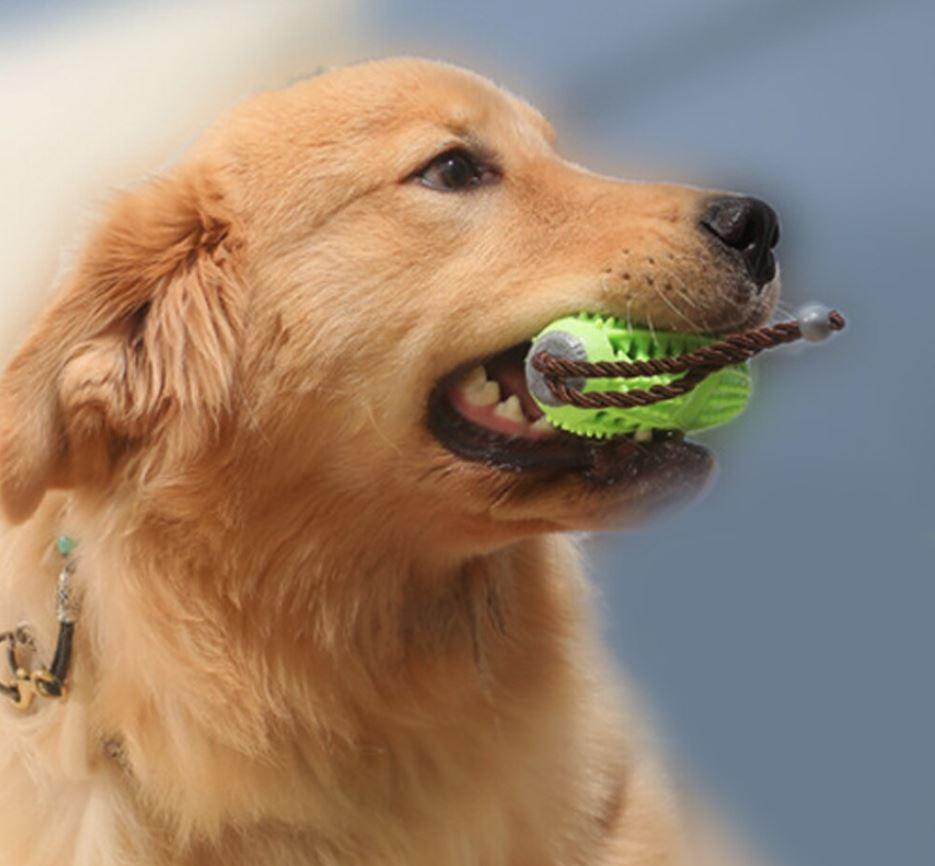 Brosse à dents pour chien