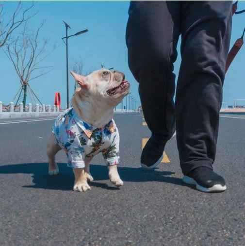Chemise hawaïenne pour chien – Image 7