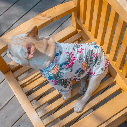 Chemise hawaïenne pour chien – Image 8