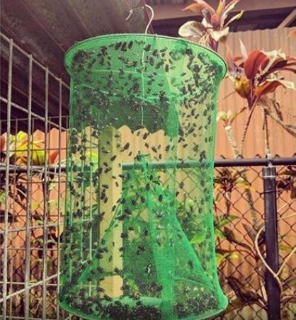 Piège à mouches réutilisable – Image 13