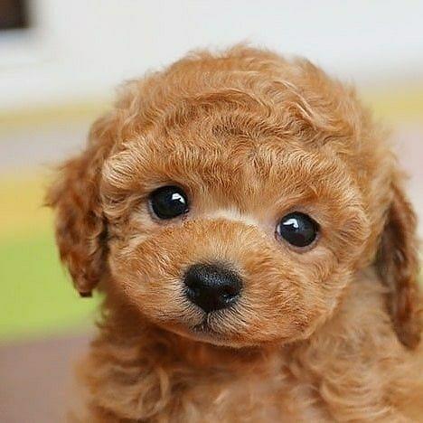 Chien en peluche porte bonheur