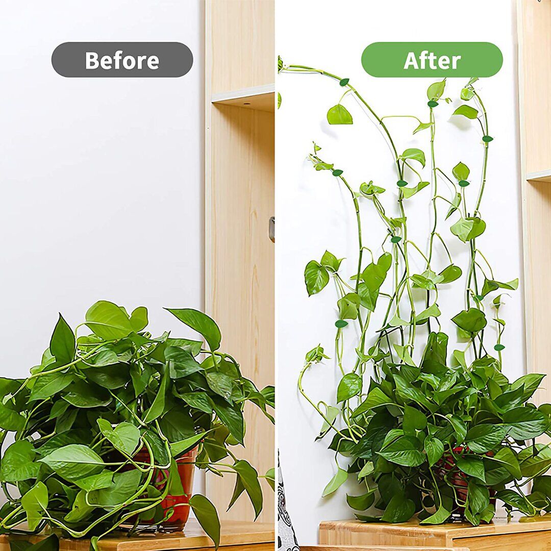 Clip de fixation pour plantes – Image 2