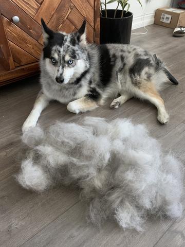 Peigne professionnel pour toilettage