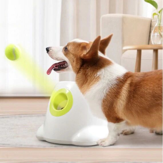 Jouet pour chien Lanceur automatique de balles de tennis