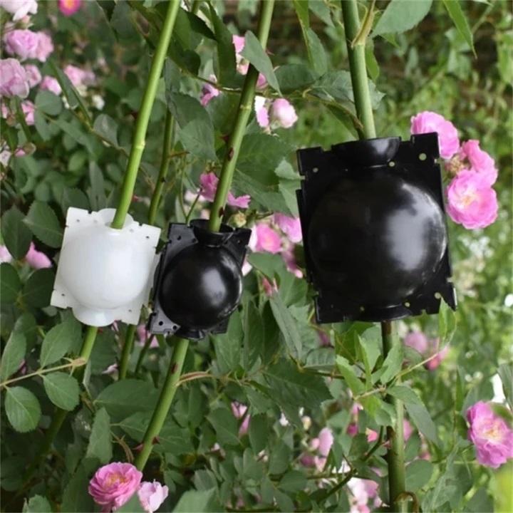 Boule de marcottage aérien de bouturage enracinement – Image 2