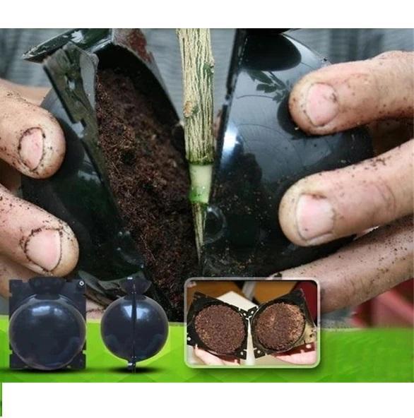 Boule de marcottage aérien de bouturage enracinement – Image 4