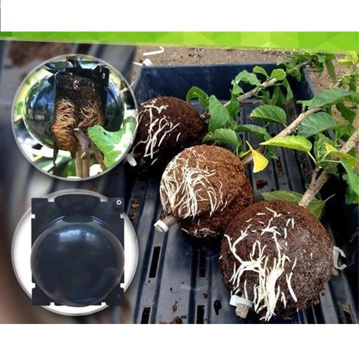 Boule de marcottage aérien de bouturage enracinement – Image 6