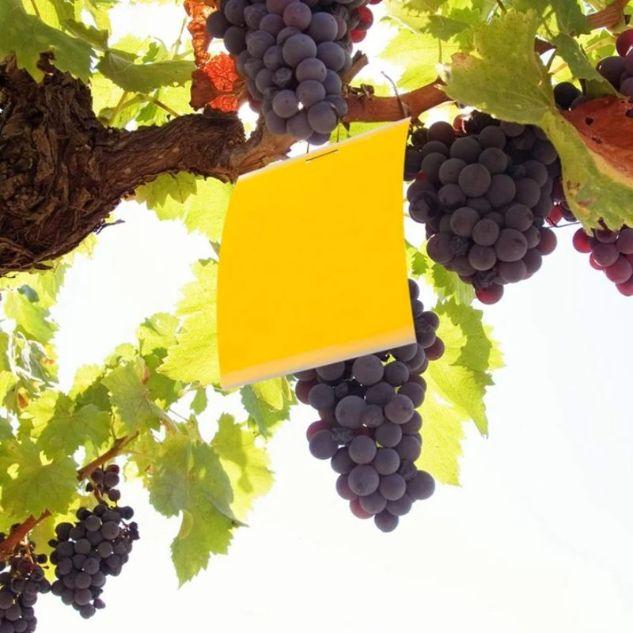 Adhésif anti mouche jaune 20pcs – Image 2