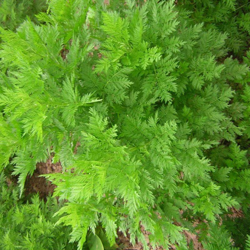 Graines artemisia annua – Image 2