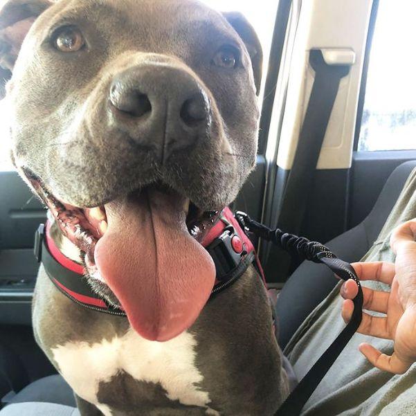 Ceinture de sécurité pour chien - petsafe katifa – Image 8