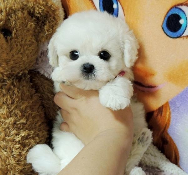 Milow Chien en peluche porte bonheur – Image 4