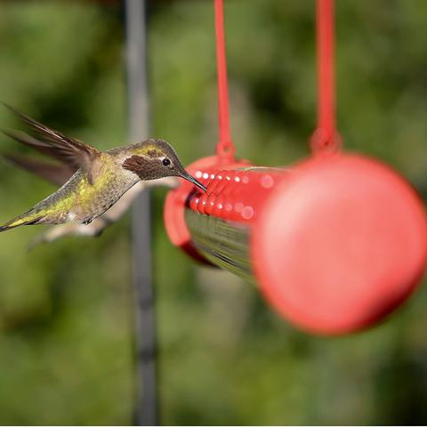 Mangeoire avec trou pour oiseaux - hummerbar – Image 4
