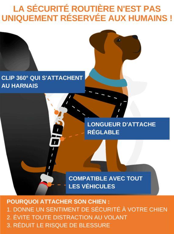 Ceinture de sécurité pour chien - petsafe katifa – Image 3