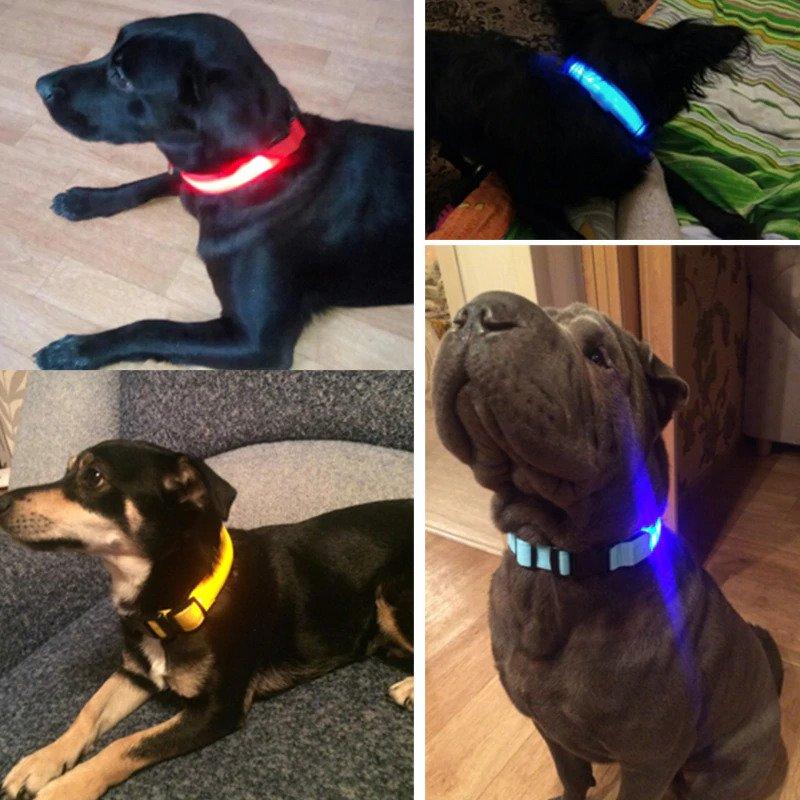 Collier pour chien led - sécurité pour balade nocturne – Image 2