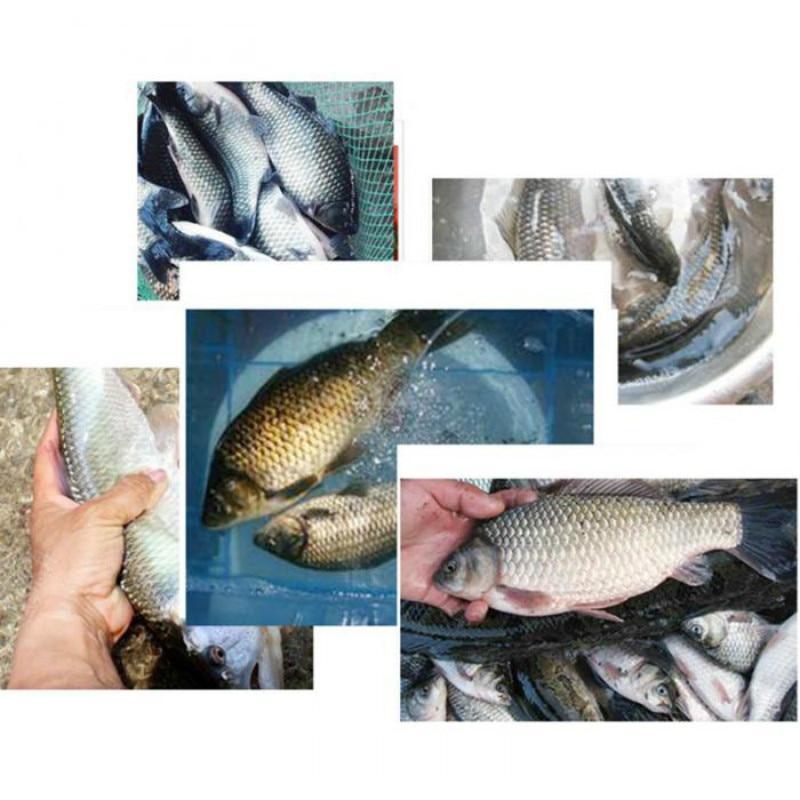 Filet de pêche 6 trous – Image 3