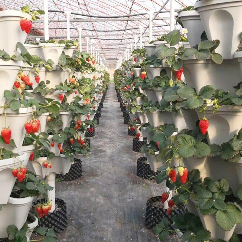 Pots de plantation de fraises – Image 7