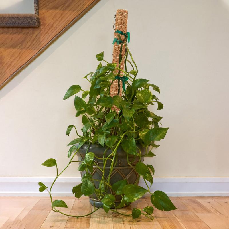 Tuteurs pour plantes Grimpante – Image 5