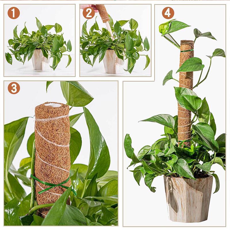 Tuteurs pour plantes Grimpante – Image 7