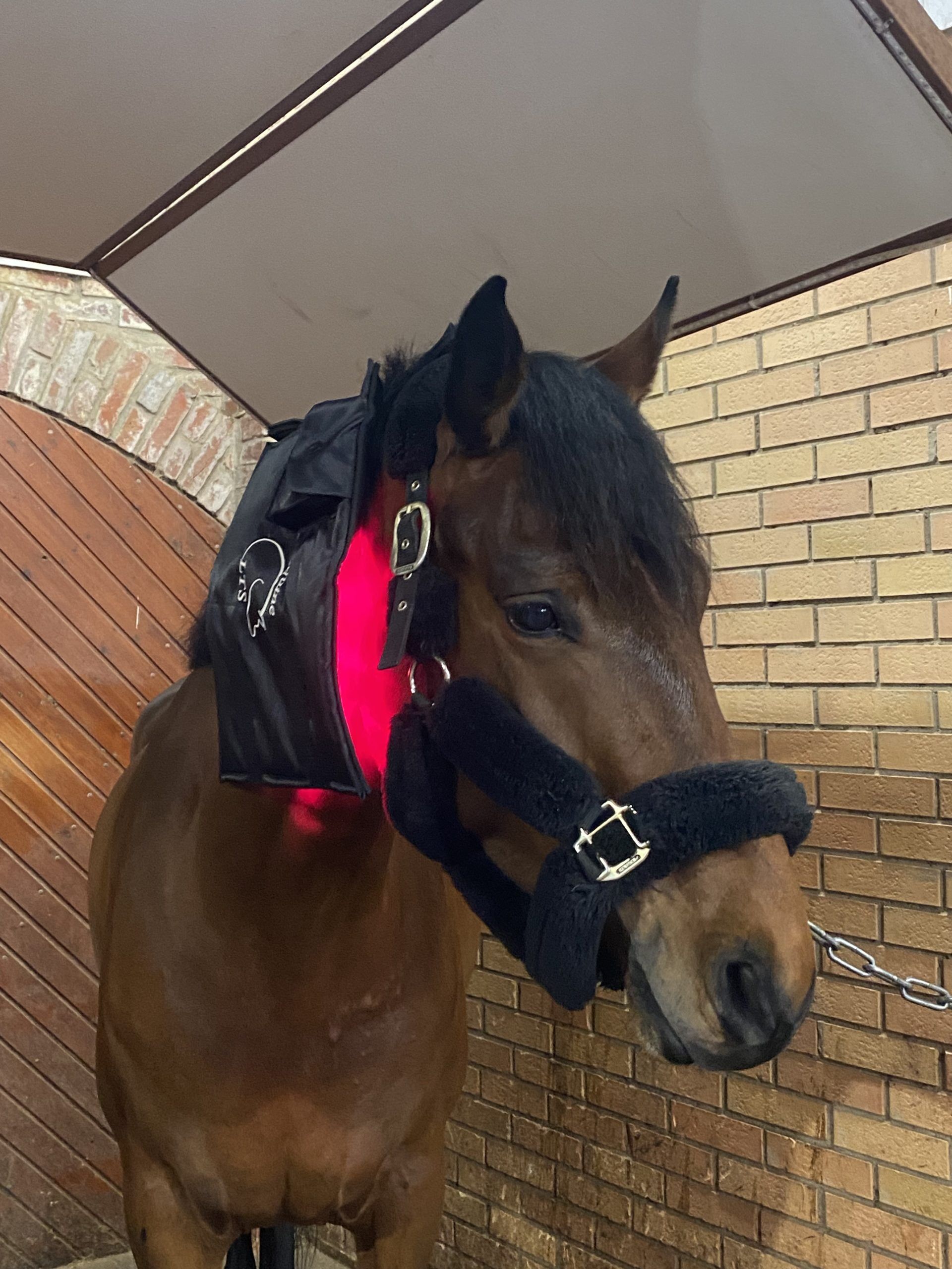 Equine lts ceinture infra rouge cheval – Image 5