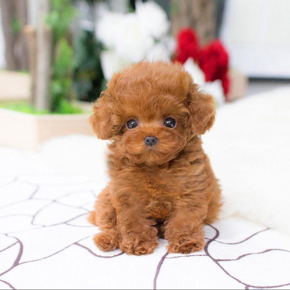 Milow Chien en peluche porte bonheur – Image 3