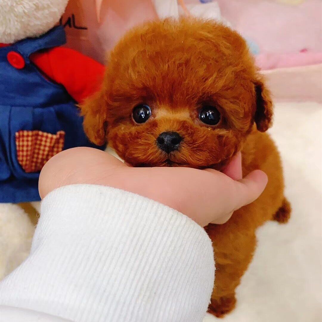 Milow Chien en peluche porte bonheur – Image 5