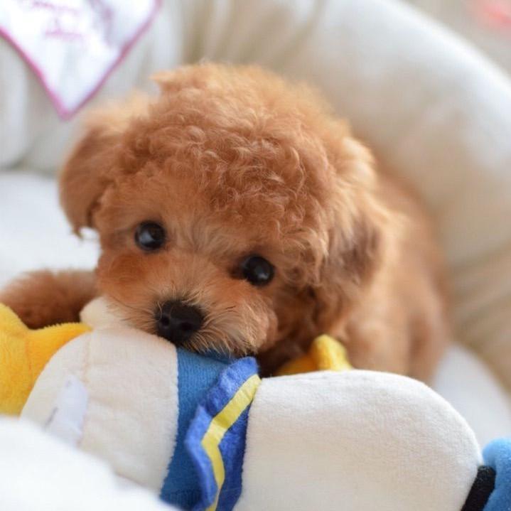 Milow Chien en peluche porte bonheur – Image 6