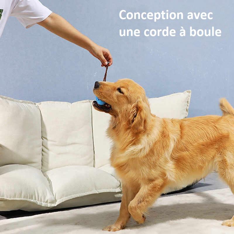 Brosse à dents pour chien