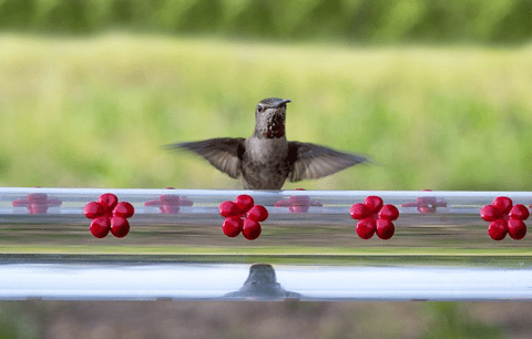 Mangeoire avec trou pour oiseaux - hummerbar – Image 3