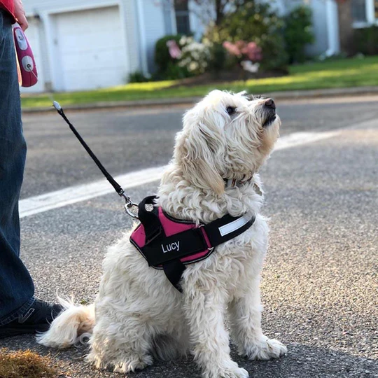 Harnais pour chien personnalisé – Image 2