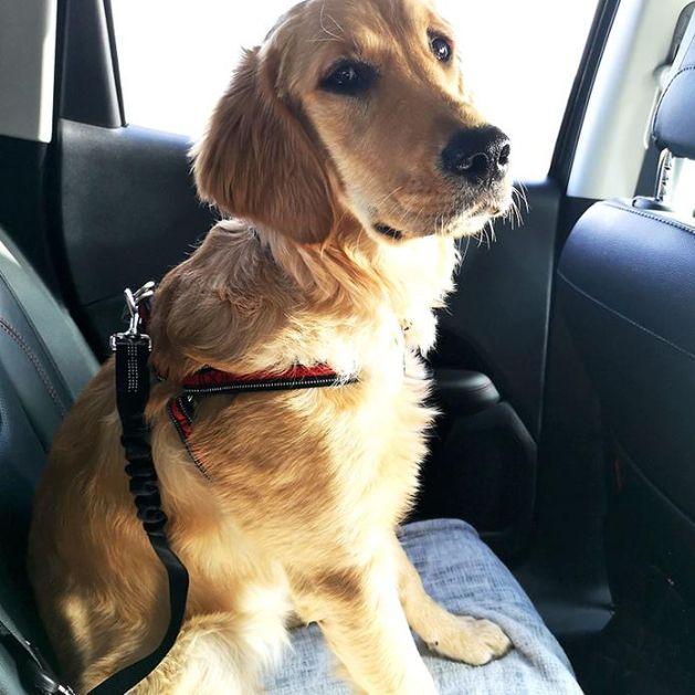 Ceinture de sécurité pour chien - petsafe katifa – Image 10