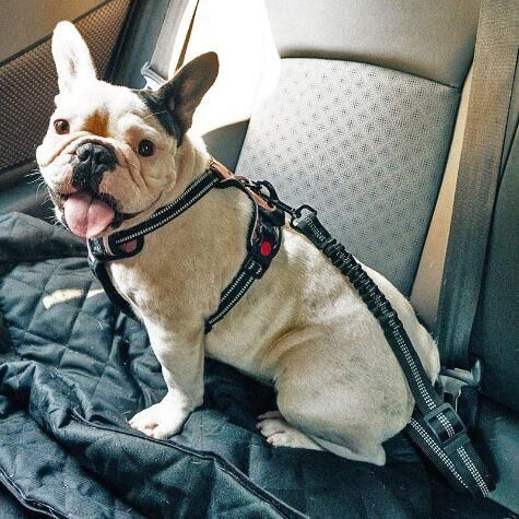 Ceinture de sécurité pour chien - petsafe katifa – Image 9